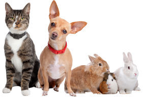 Picture for category Pets